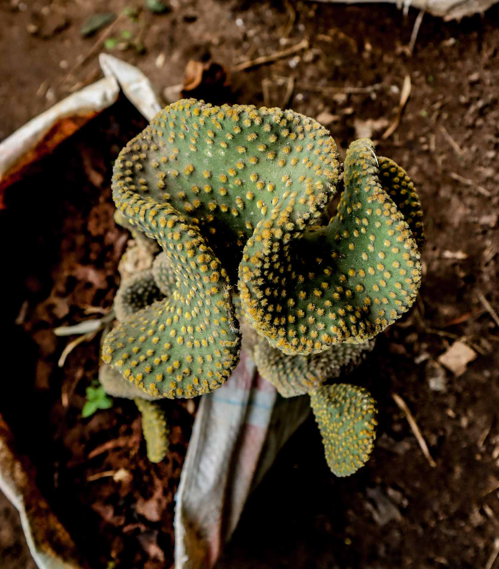Crested Bunny Ear Cactus – Opuntia microdasys cristata