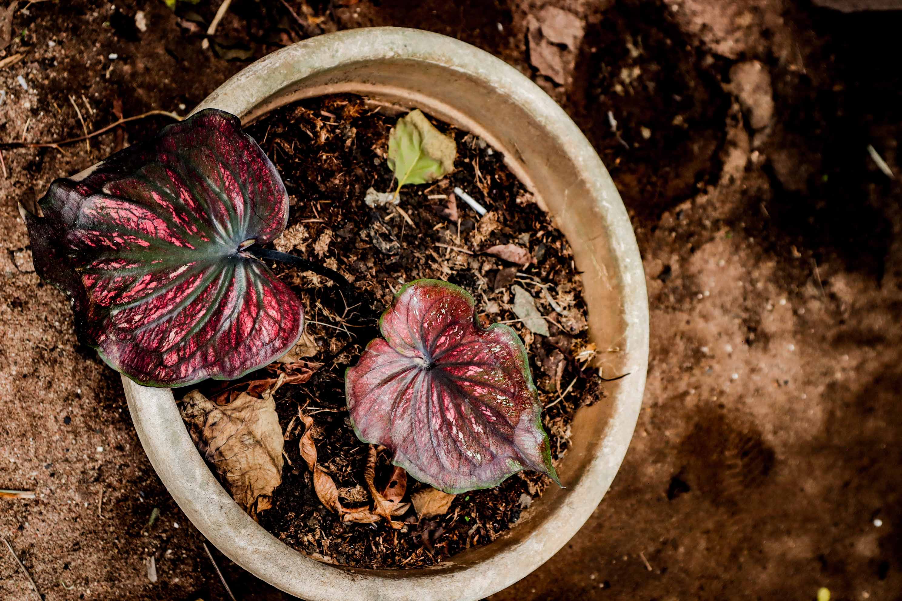 Caladium Red Flash Plant – Heart-Shaped Red Variegated Foliage Plant