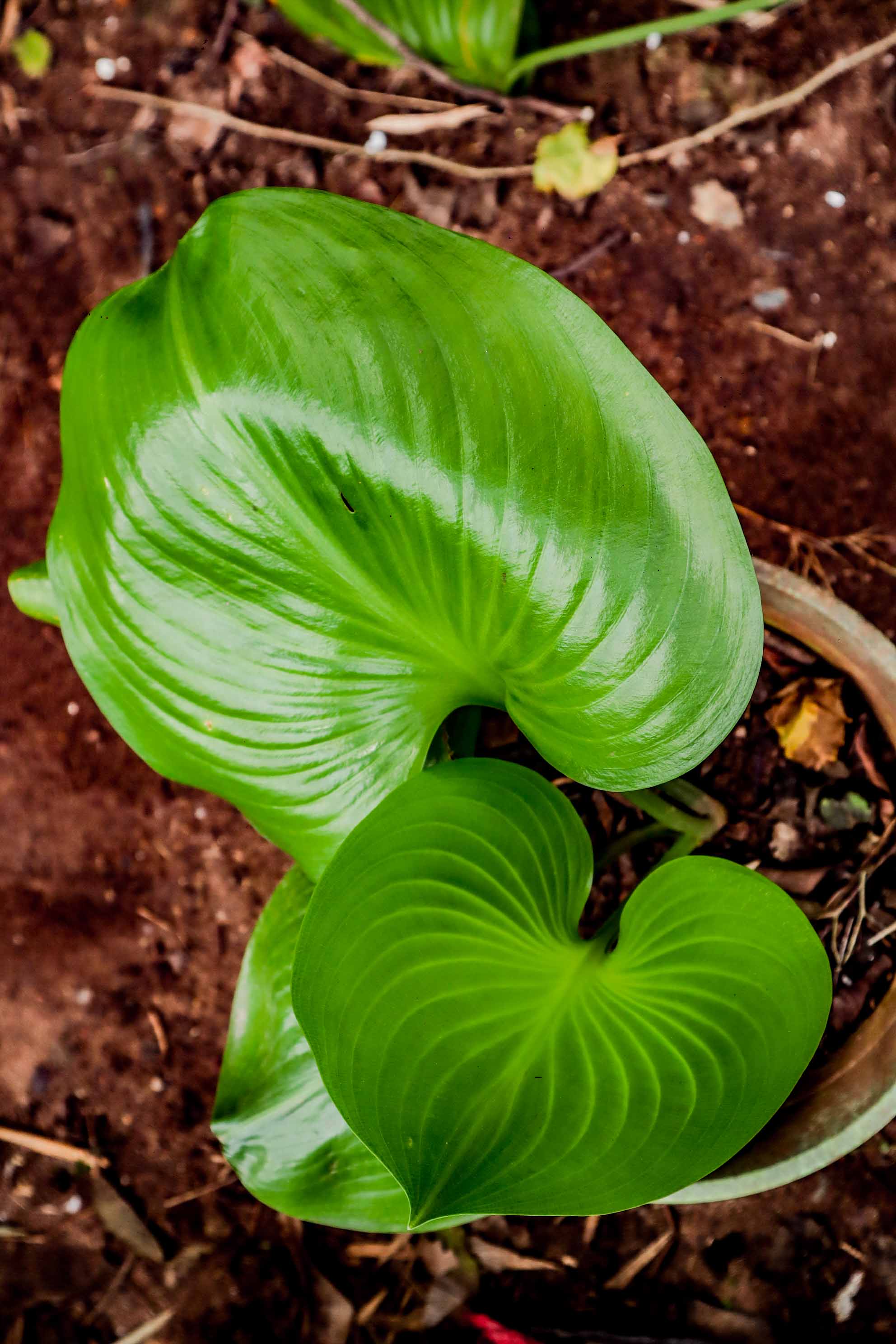 Homalomena Green Heart Plant – Glossy Heart-Shaped Indoor Foliage Plant