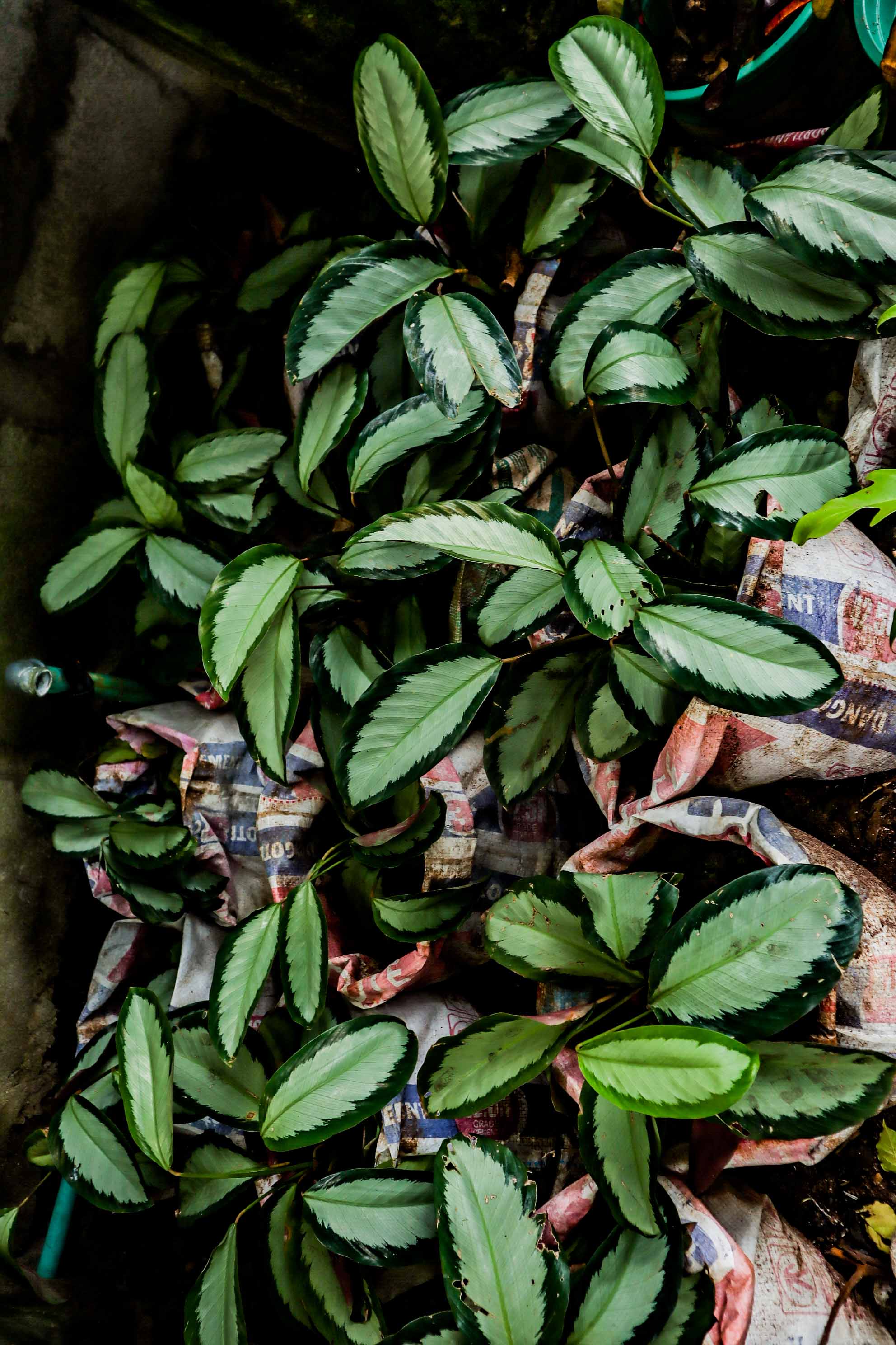 Calathea Picturata ‘Argentea’ – Silver Variegated Prayer Plant