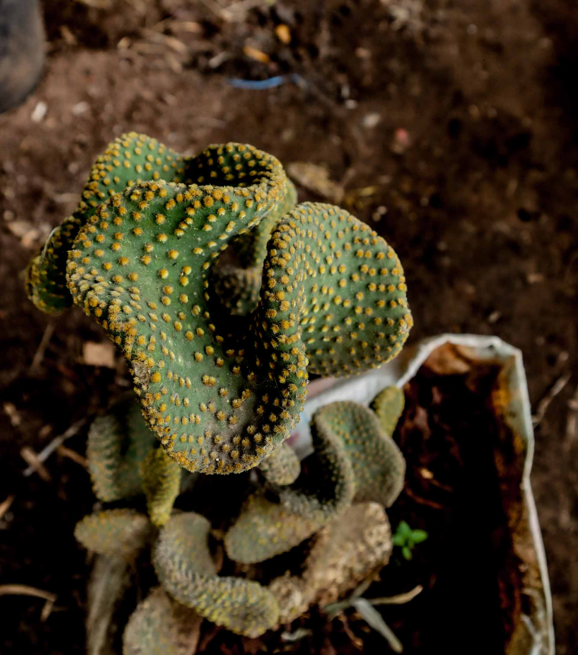 Crested Bunny Ear Cactus – Opuntia microdasys cristata