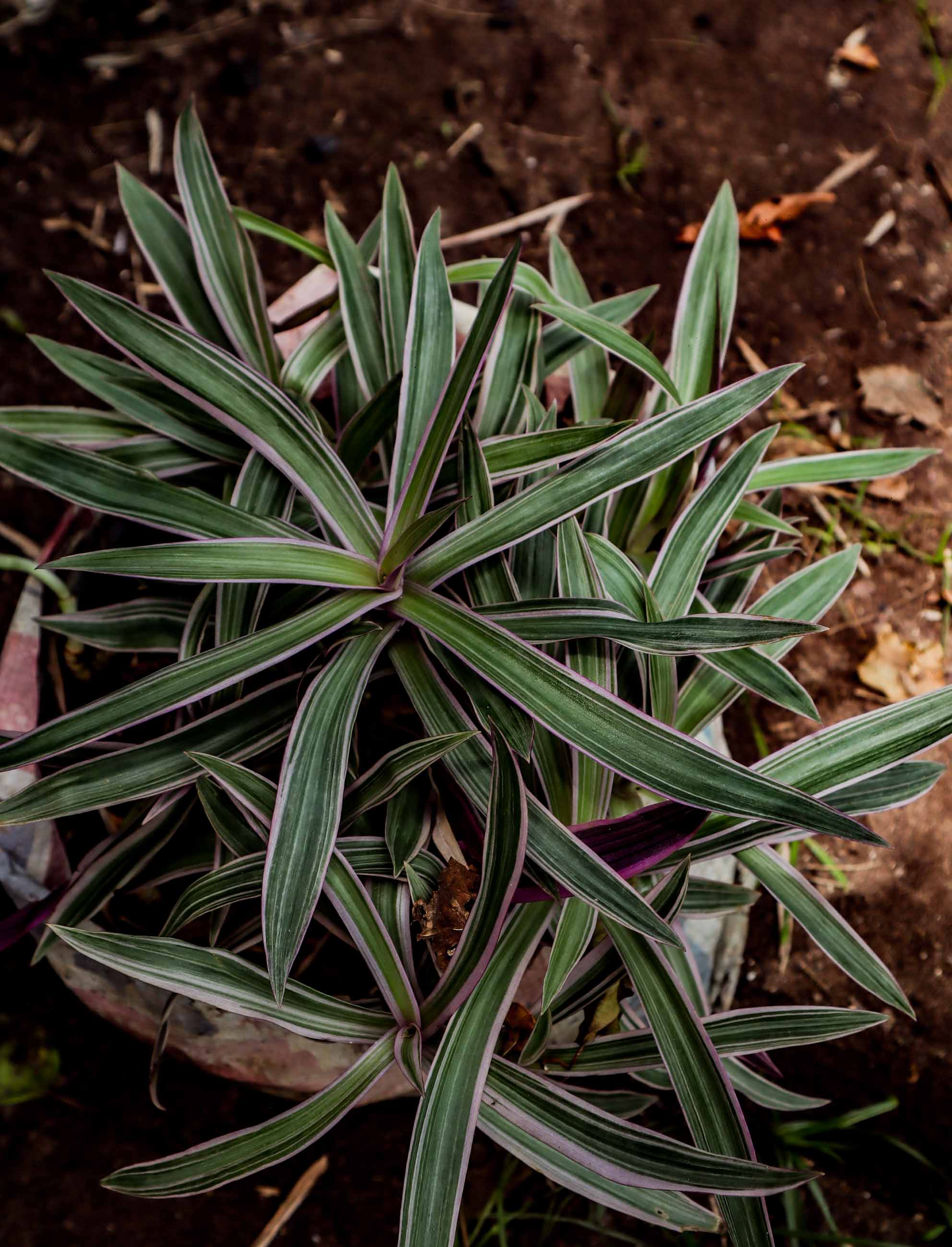 Variegated Moses-in-the-Cradle Plant — Tradescantia Spathacea Tricolor
