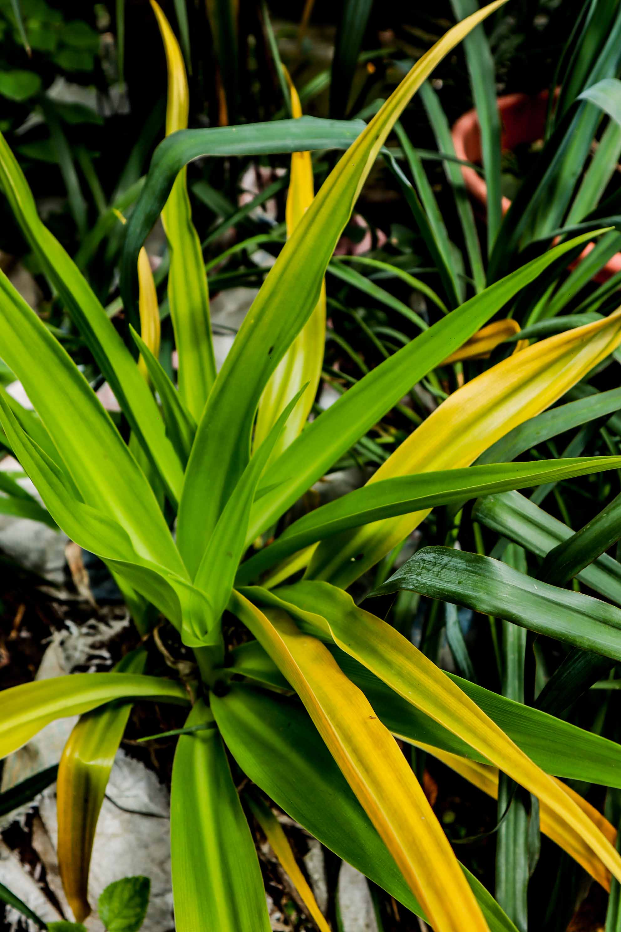 Dracaena Lemon Lime Plant – Bright Variegated Indoor & Patio Foliage Plant