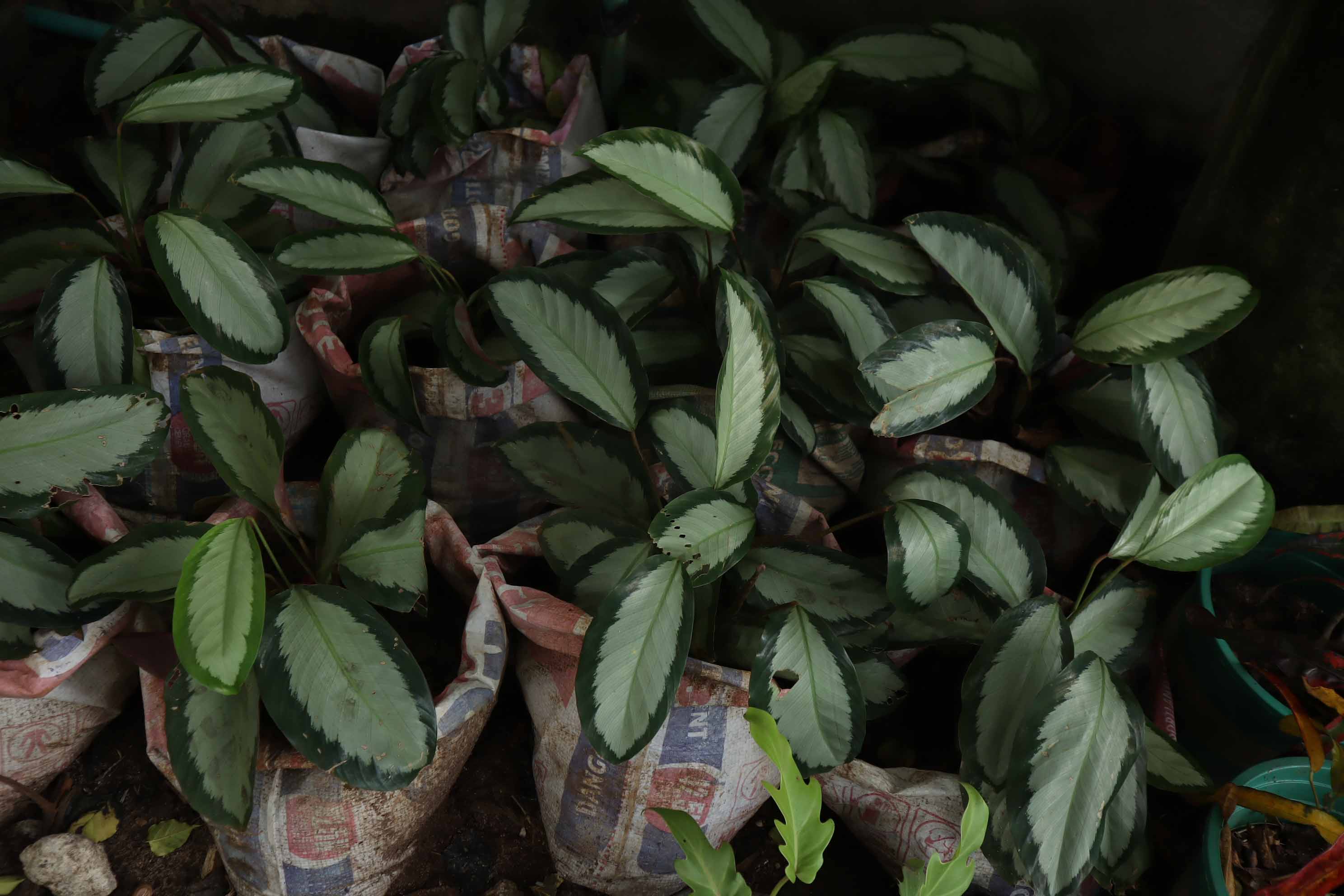 Calathea Picturata ‘Argentea’ – Silver Variegated Prayer Plant