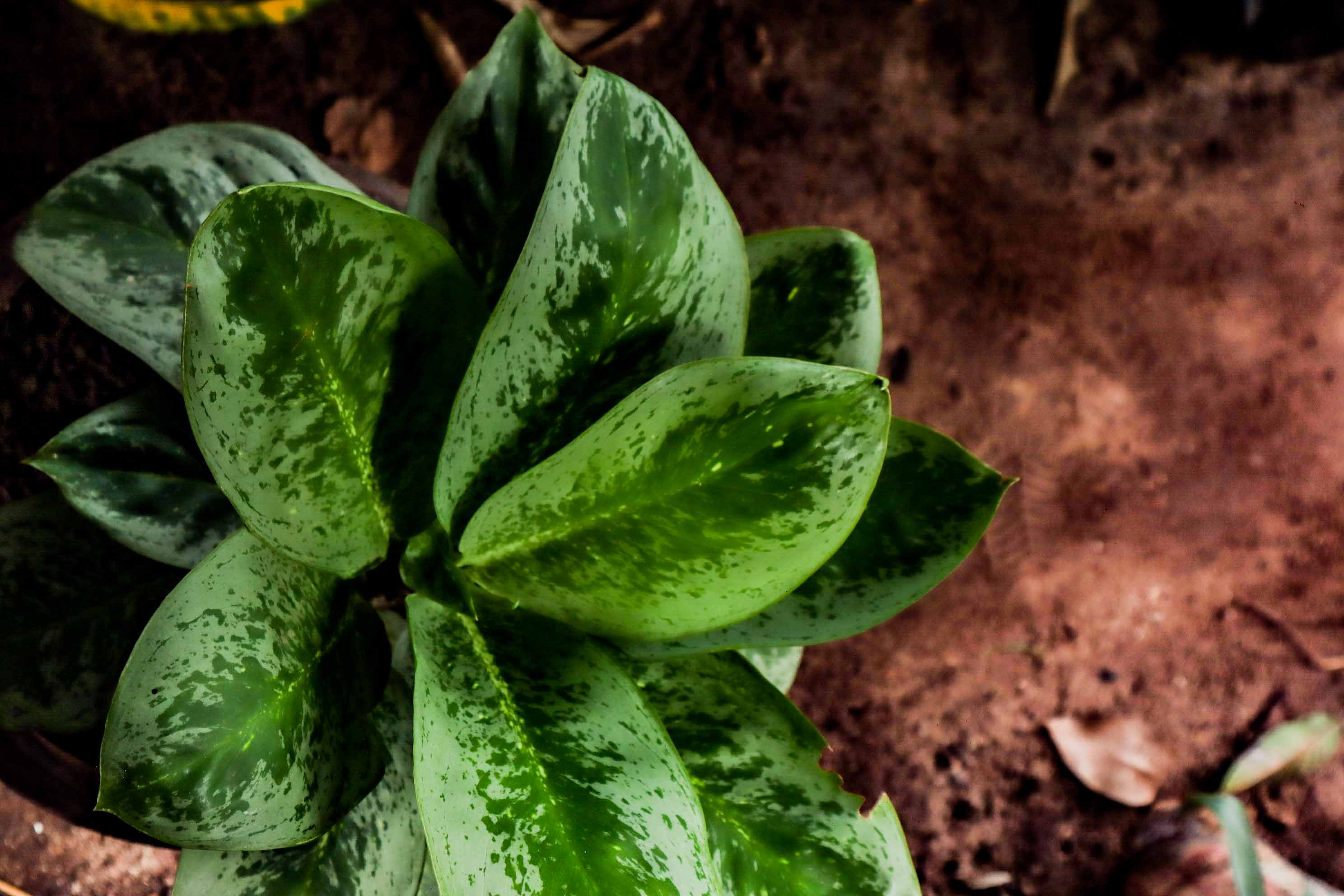 Aglaonema Camouflage Plant