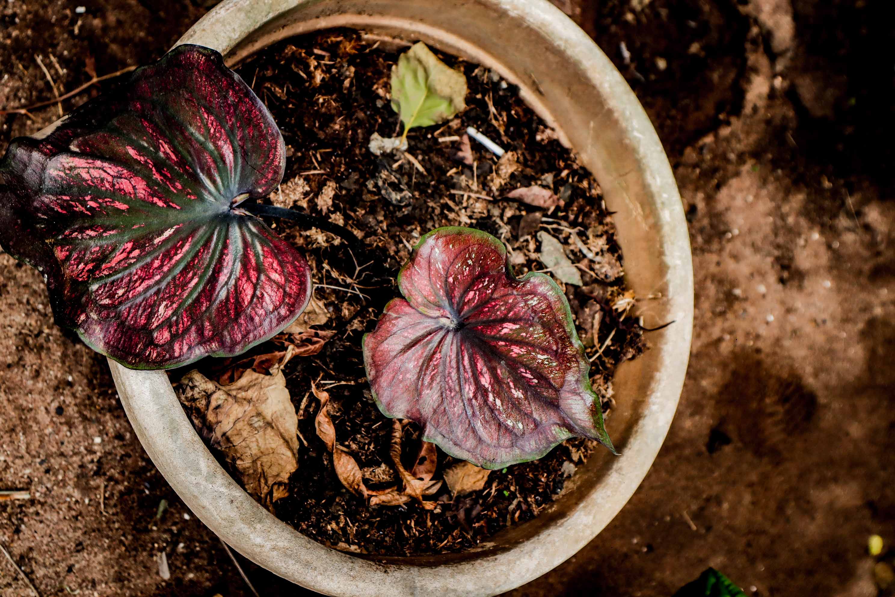 Caladium Red Flash Plant – Heart-Shaped Red Variegated Foliage Plant