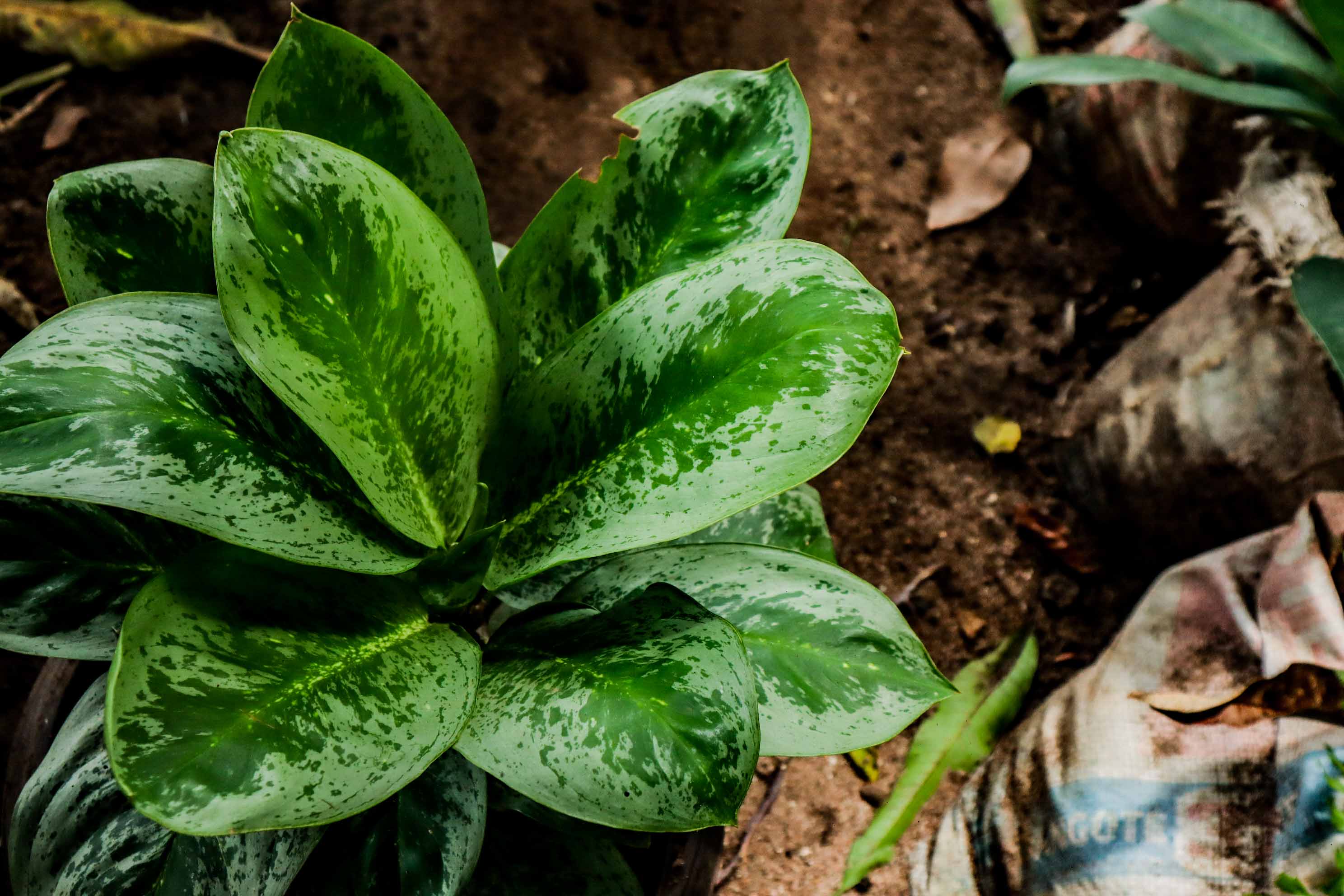 Aglaonema Camouflage Plant