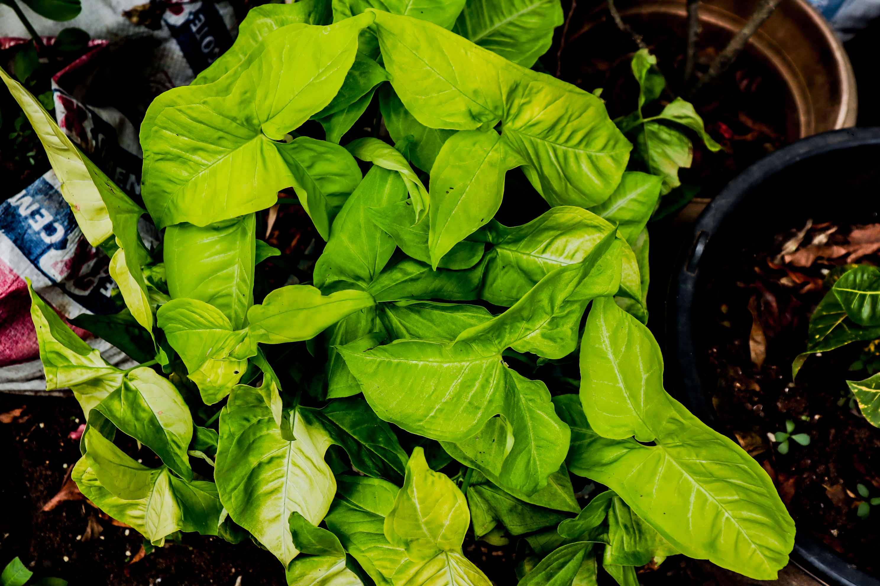 Syngonium Lime Green Arrowhead Plant – Bright Tropical Indoor Foliage Plant