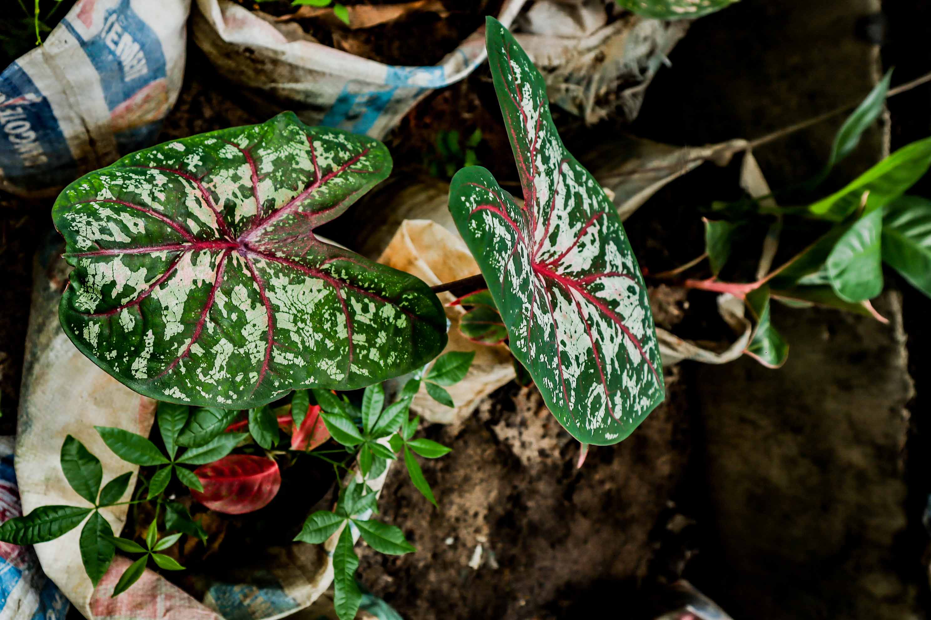 Caladium Red Flash Plant – Variegated Fancy Leaf Caladium