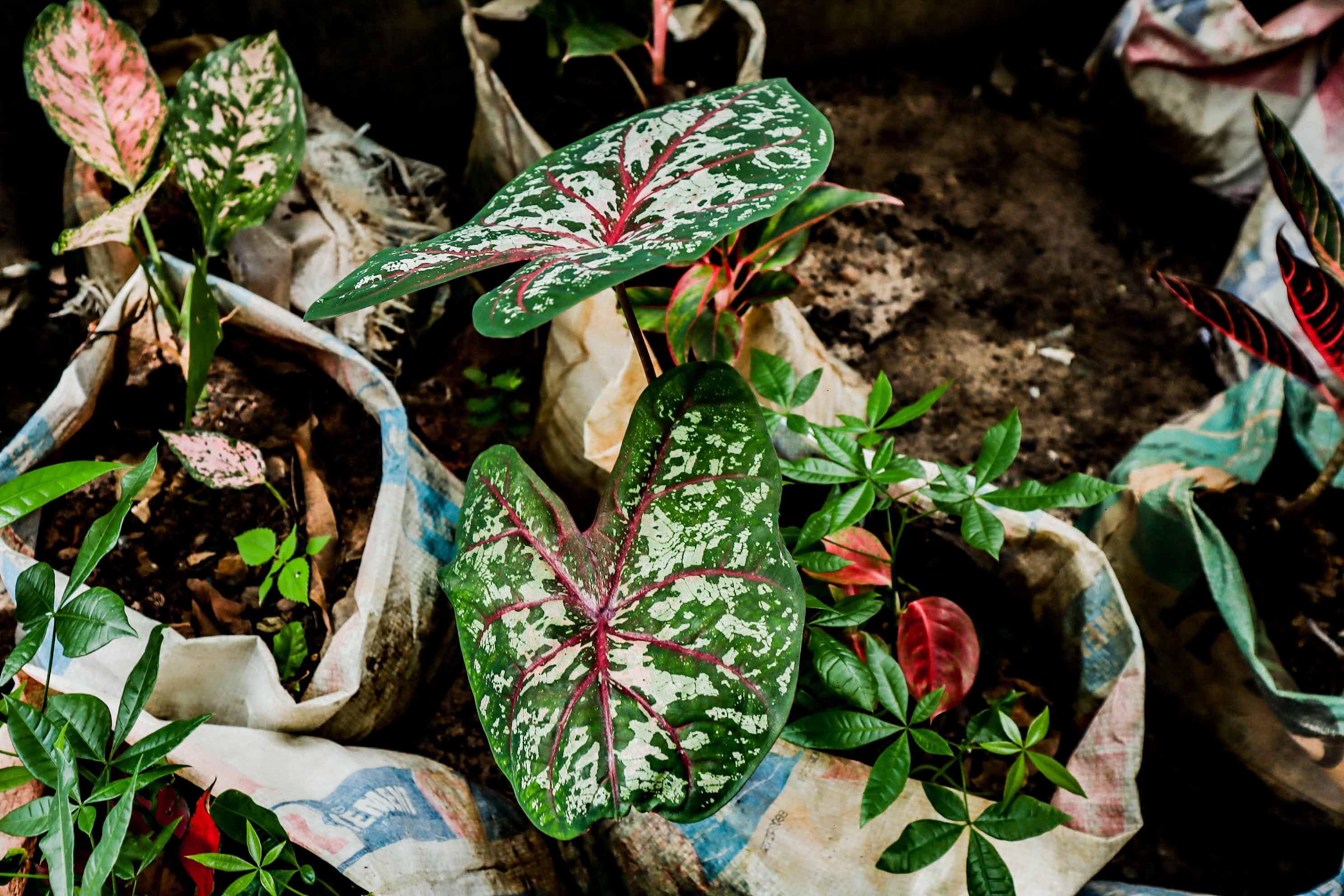 Caladium Red Flash Plant – Variegated Fancy Leaf Caladium