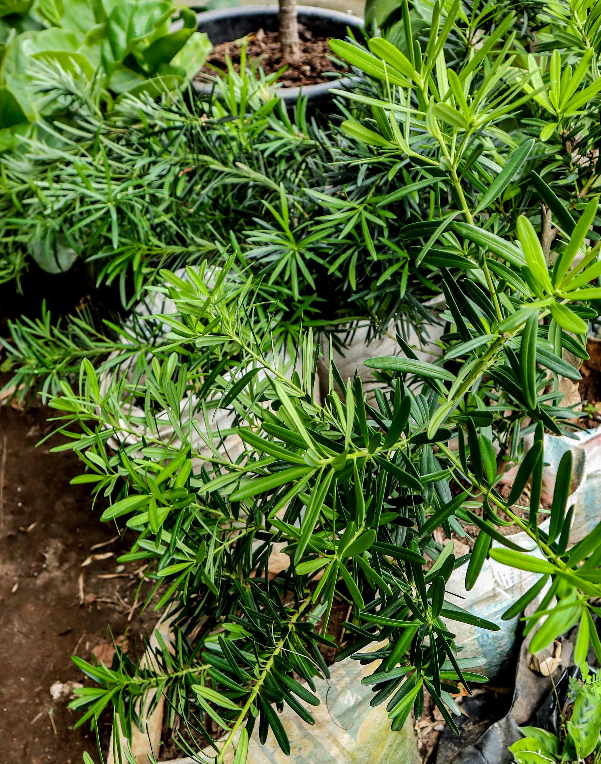 Umbrella Plant – Schefflera Green Ornamental Foliage Plant