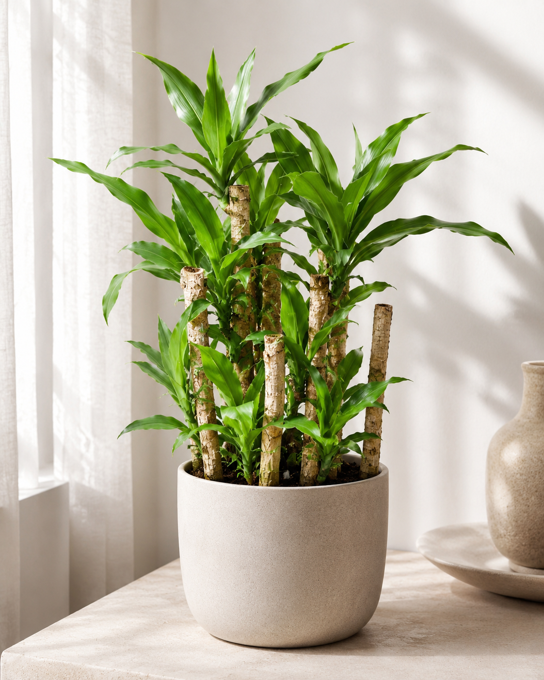 Dracaena Compacta Cane Plant