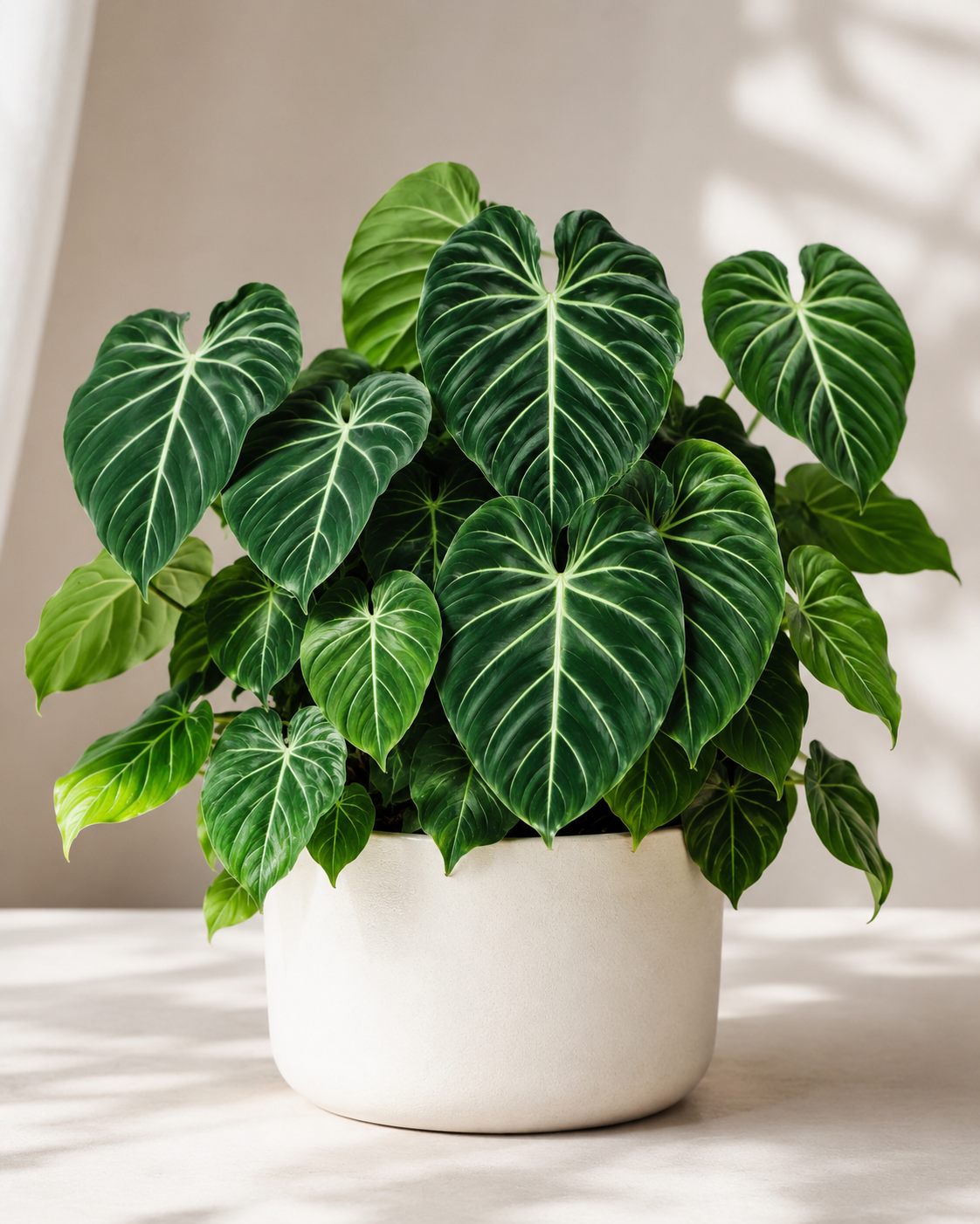 Philodendron Gloriosum Indoor Plant