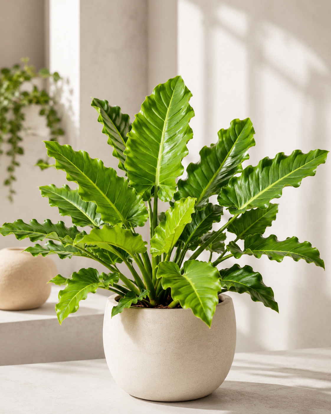 Philodendron Jungle Boogie Plant