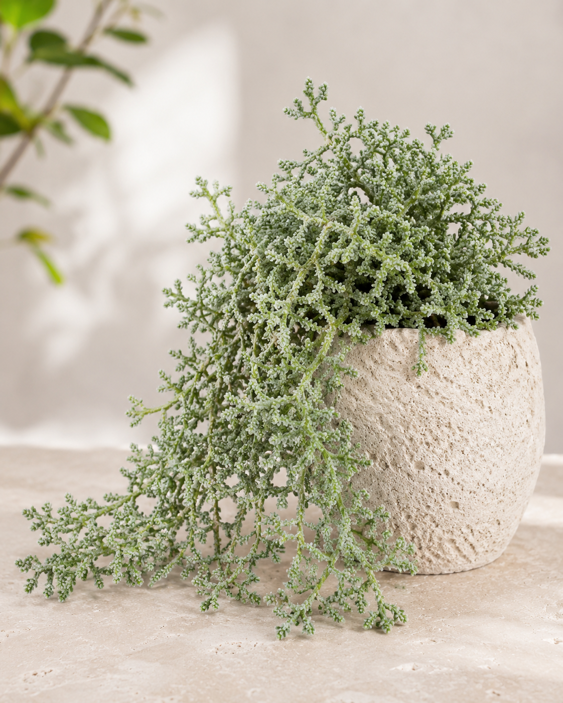 Sedum Dasyphyllum Major Trailing Succulent Plant