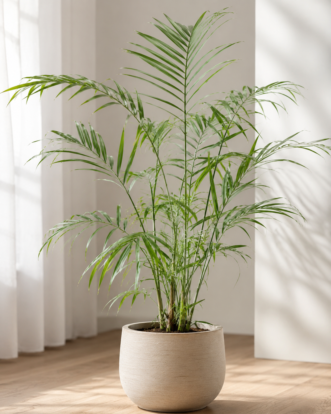 Golden Palm Indoor Plant