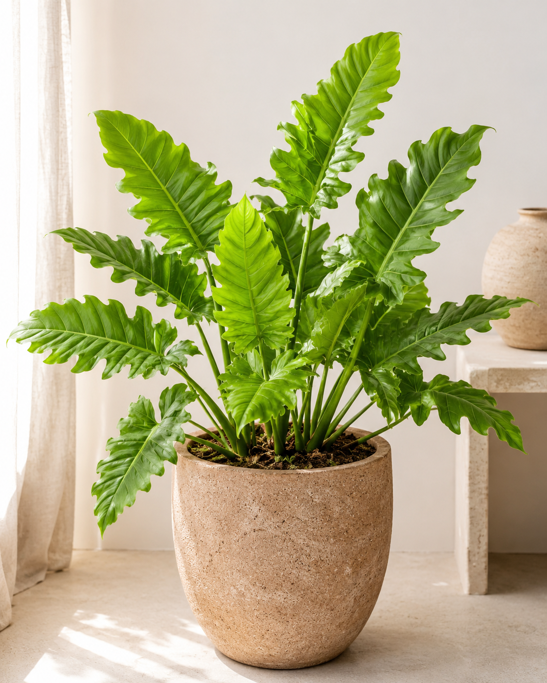 Philodendron Jungle Boogie Plant