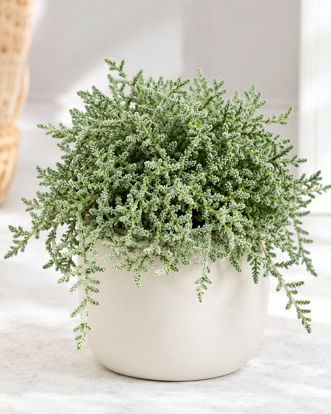 Sedum Dasyphyllum Major Trailing Succulent Plant