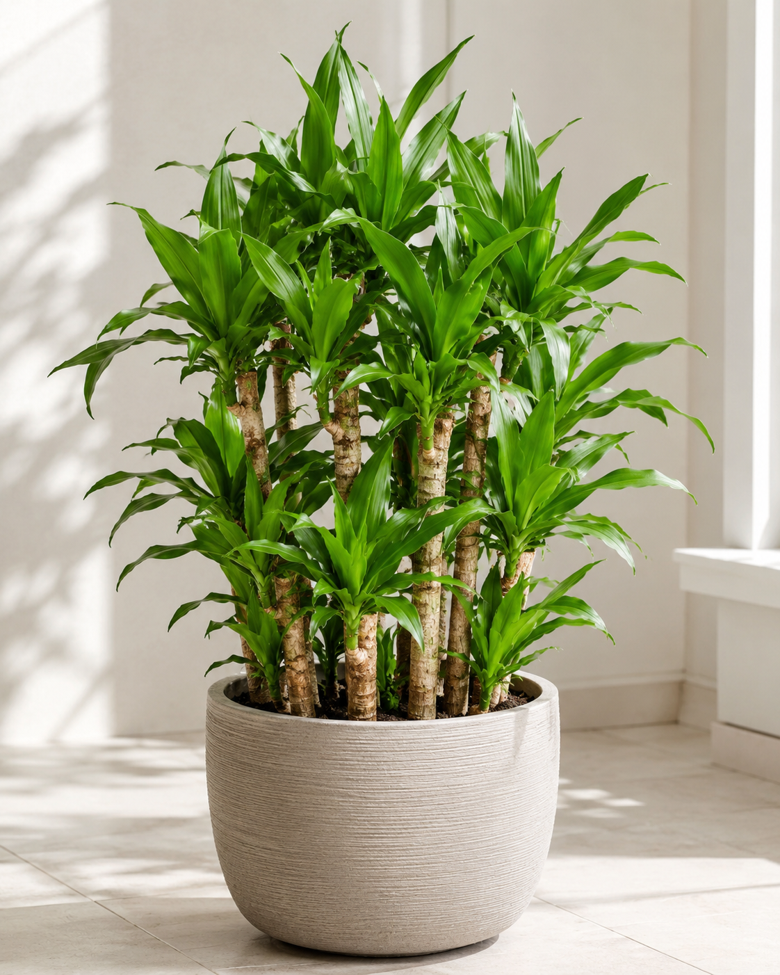 Dracaena Compacta Cane Plant