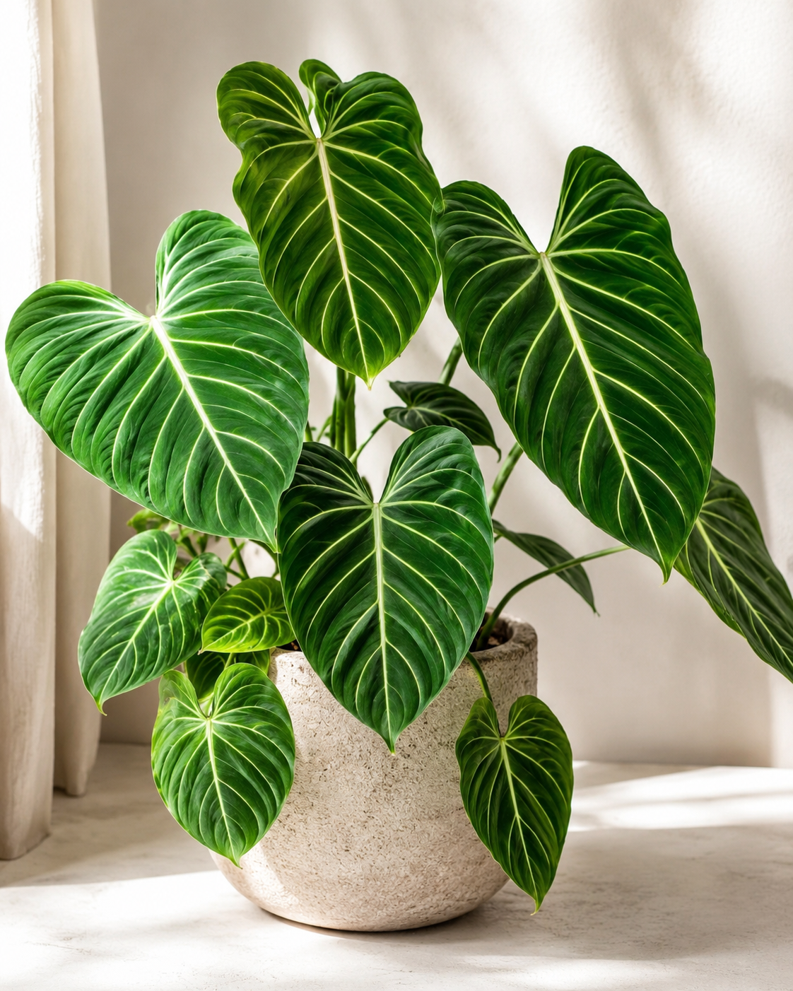 Philodendron Gloriosum Indoor Plant