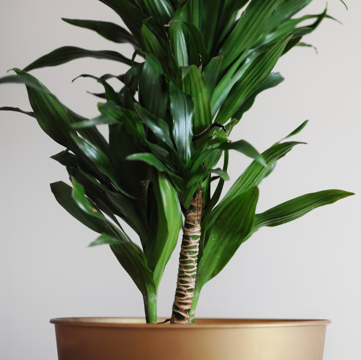 Green Dracaena Plant / Corn Plant