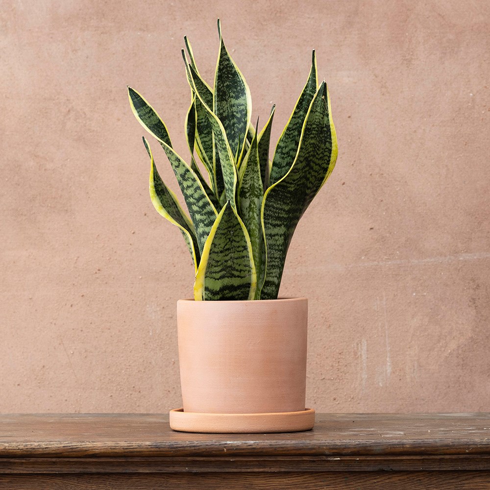 Snake Plant Laurentii — Variegated Mother-in-Law’s Tongue